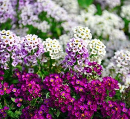 Alyssum Magic Mix